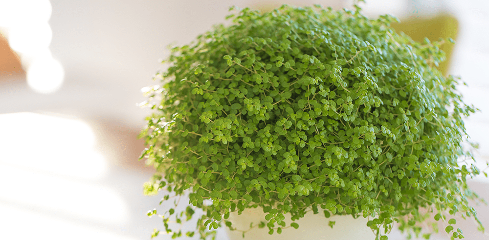 babys tears grown as houseplant indoors Royal City Nursery