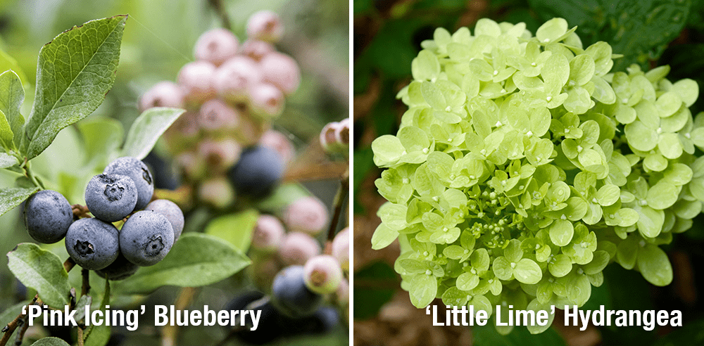 pink icing blueberry and little lime hydrangea Royal City Nursery