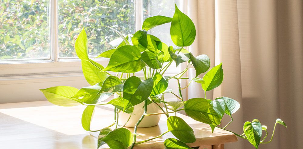pothos plant indoors royal city nursery
