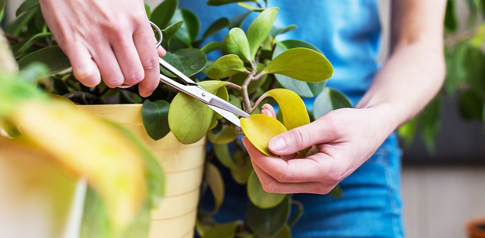 Royal City Nursery pruning yellow leaves off plant