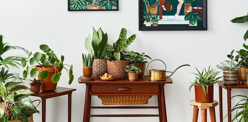 Royal City Nursery Best Gifts to Give a Houseplant Lover-houseplant room