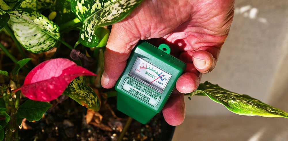 Royal City Nursery Best Gifts to Give a Houseplant Lover-moisture meter for houseplant