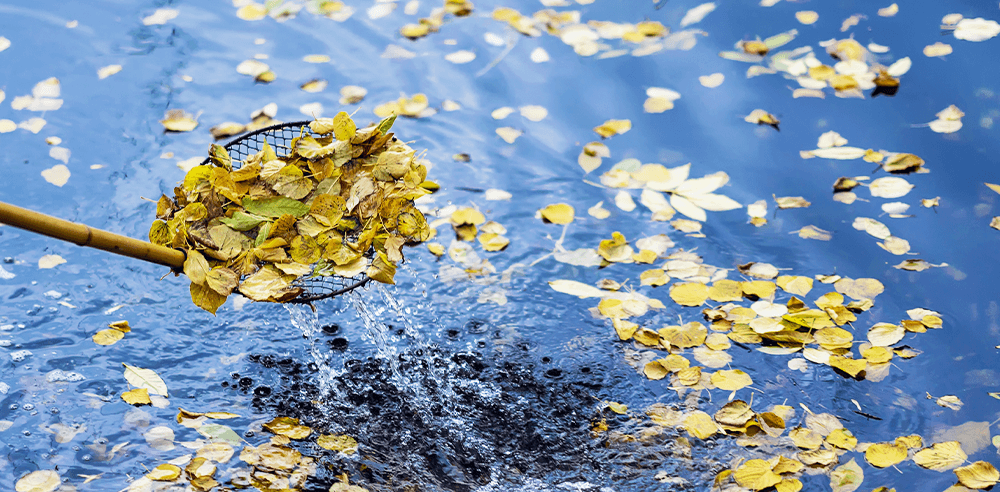 skimming pond for leaves royal city nursery
