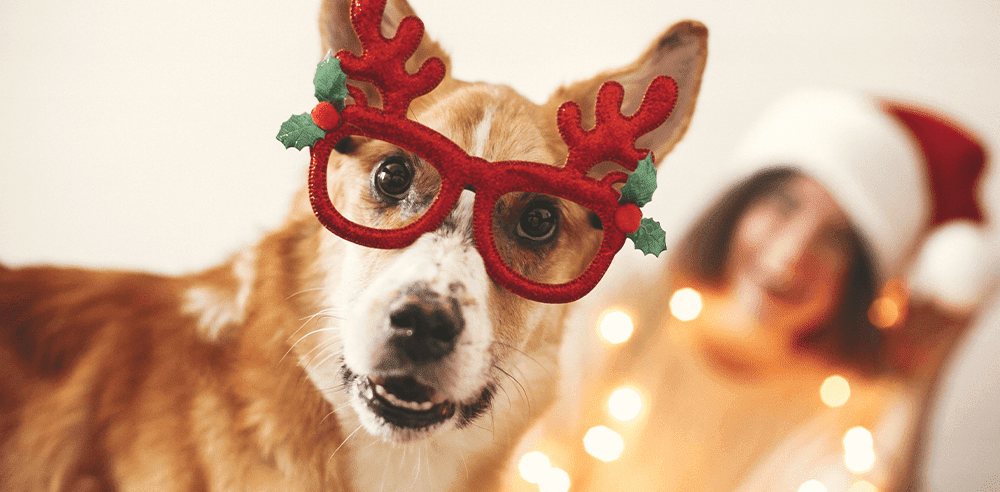 -christmas dog celebrations Royal city nursery