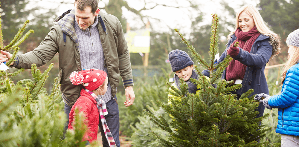 -christmas tree shopping Royal city nursery