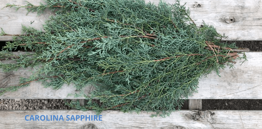 carolina sapphire blog Royal city nursery