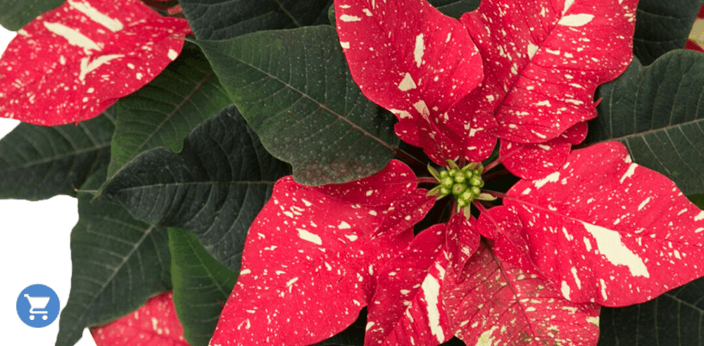 -christmas poinsettias royal city nursery