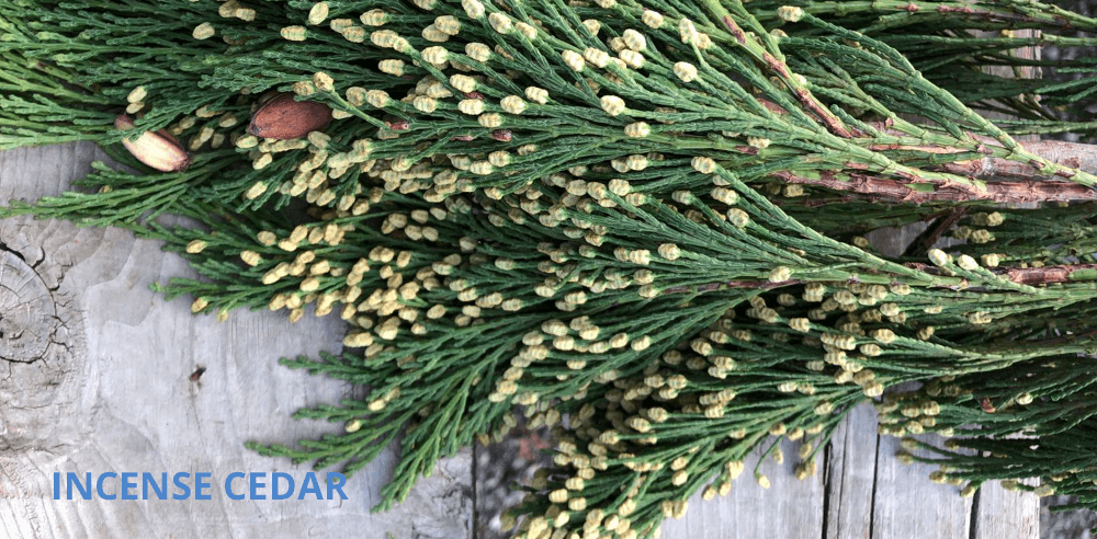 incense cedar royal city nursery Christmas