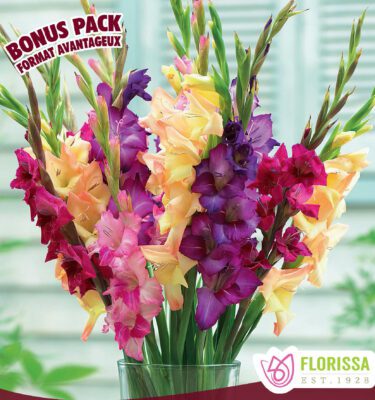 Gladiolus, Rainbow Mix, Bonus Pack