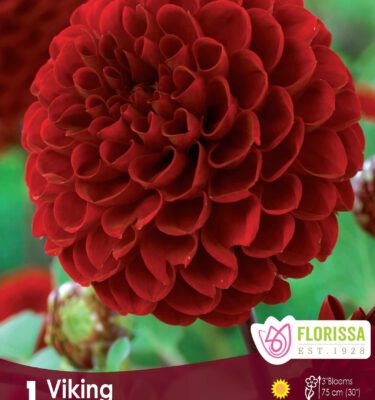 Dahlia, Viking PomPom