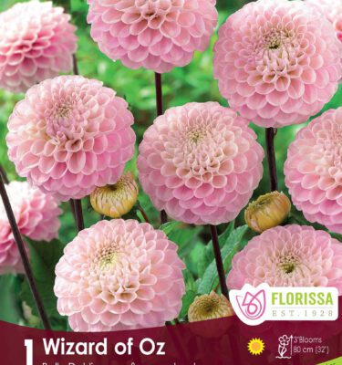 Dahlia, Wizard of Oz Pompom