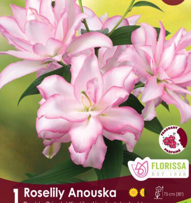 Lily, Roselily Anouska