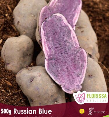 Potato, Russian Blue