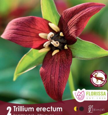 Trillium, Erectum