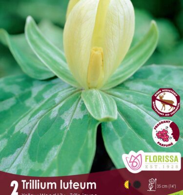 Trillium, Luteum