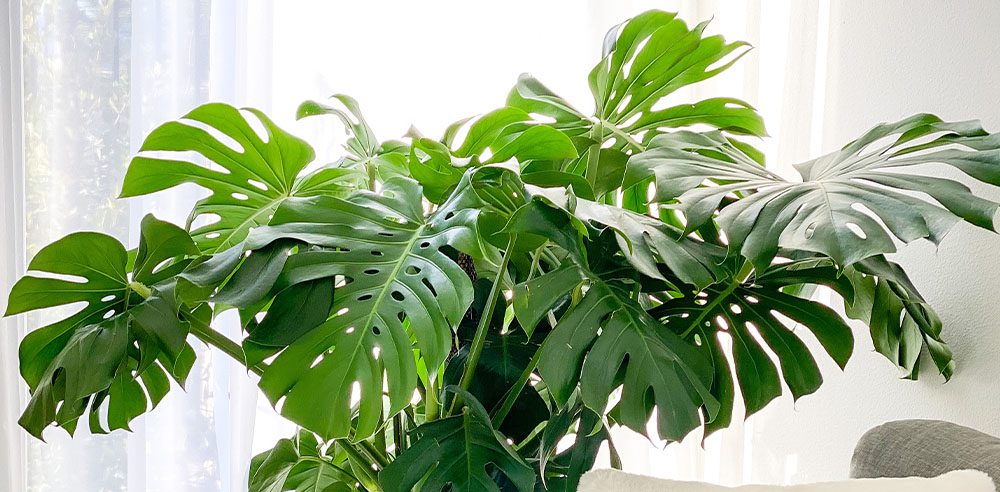 Royal City Nursery- Your 2022 Guide to Sun-Savvy Gardening-monstera plant filtered light