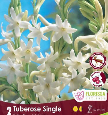 Tuberose, Double the Pearl
