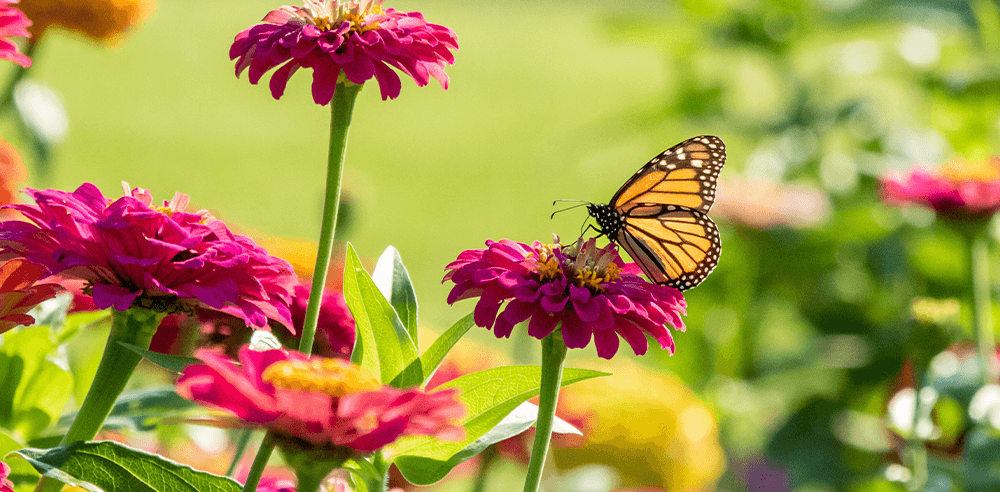 -butterfly on pink flowers royal city nursery