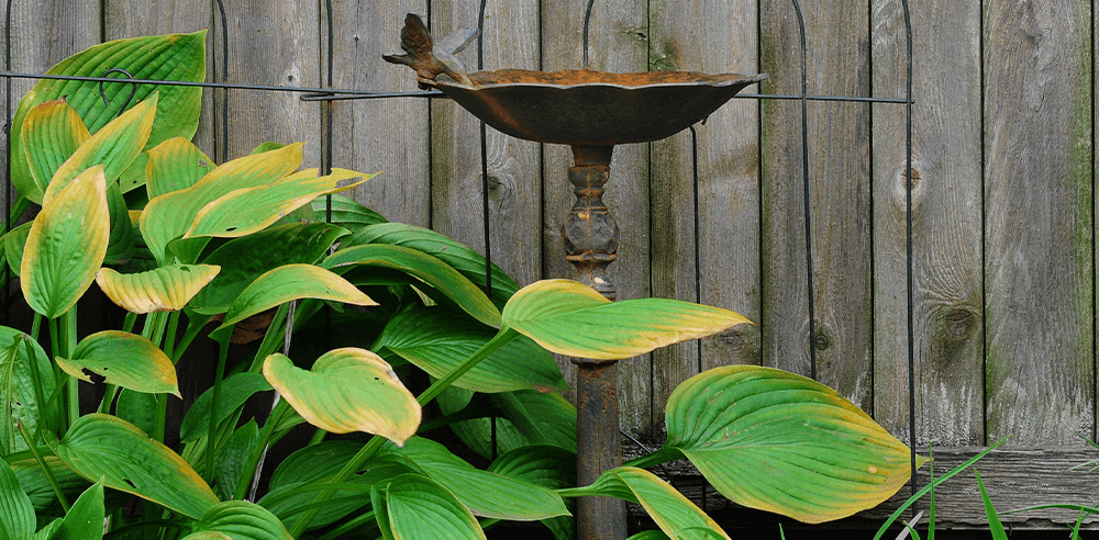 -crispy leaf edges from sun burn royal city nursery