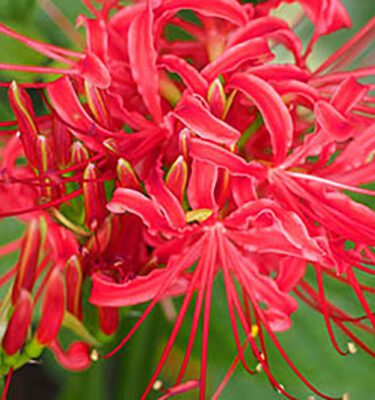 Nerine, Elegans