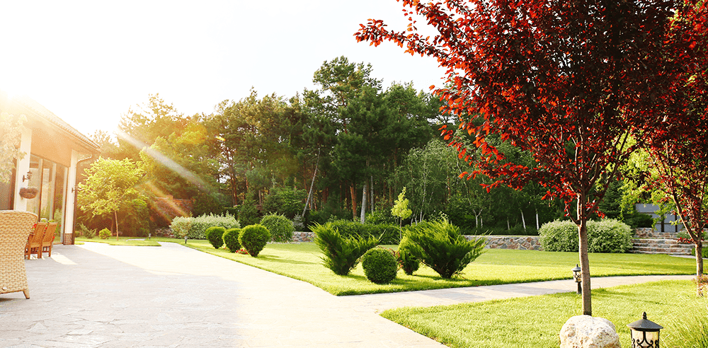 -sunlight on the trees royal city nursery