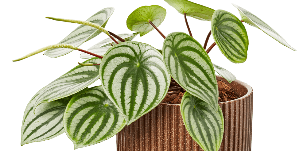 -watermelon peperomia royal city nursery