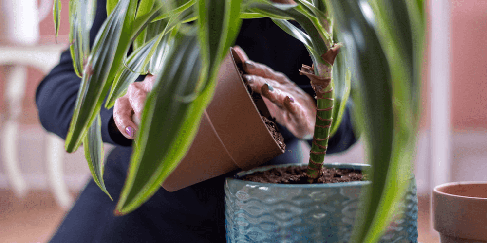 repotting a housplant royal city nursery