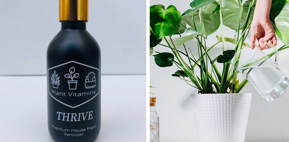 Royal City Nursery - Everything You Need to Know About Fertilizer-houseplant fertilizer