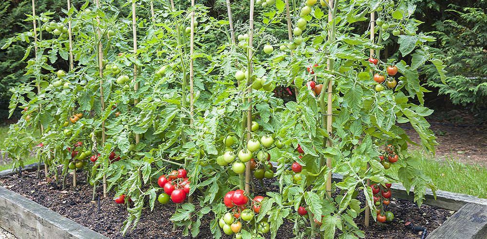 Royal City Nursery-Support Structures For Your Garden -tomatoes staked in garden