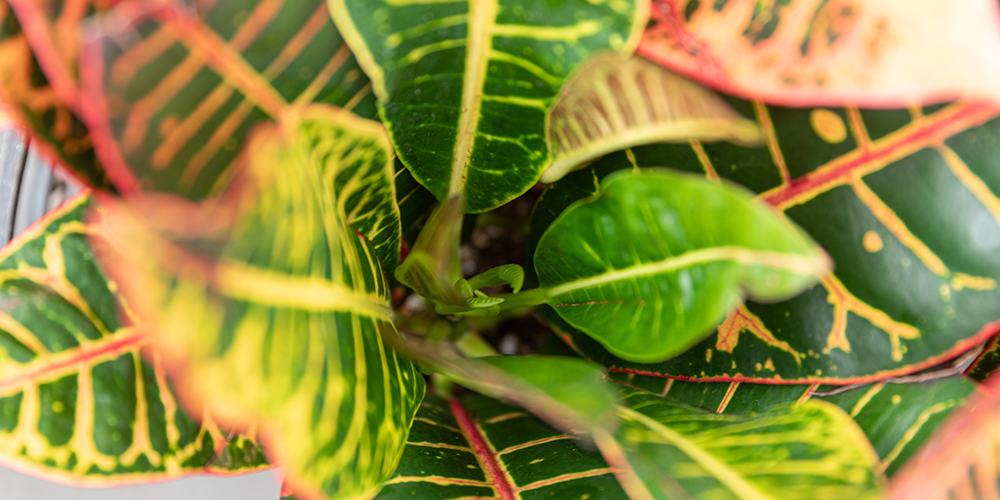 Royal-City-Nursery---Container-Designing-chiller plant