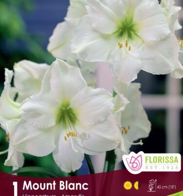 Amaryllis, Mont Blanc 34+