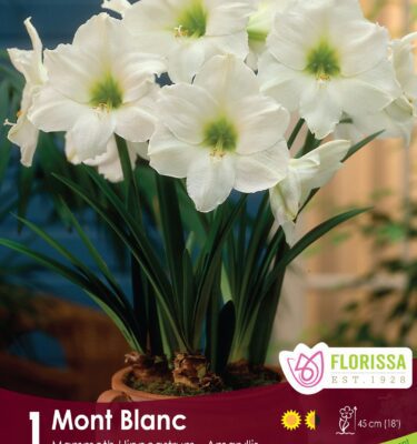 Amaryllis, Mont Blanc 42+