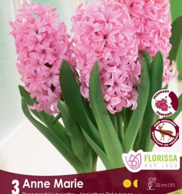 Prepared Hyacinth, Anne Marie