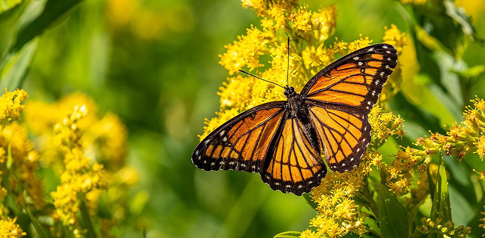 Royal City Nursery-Building a Pollinator Garden-monarch butterfly on goldenrod