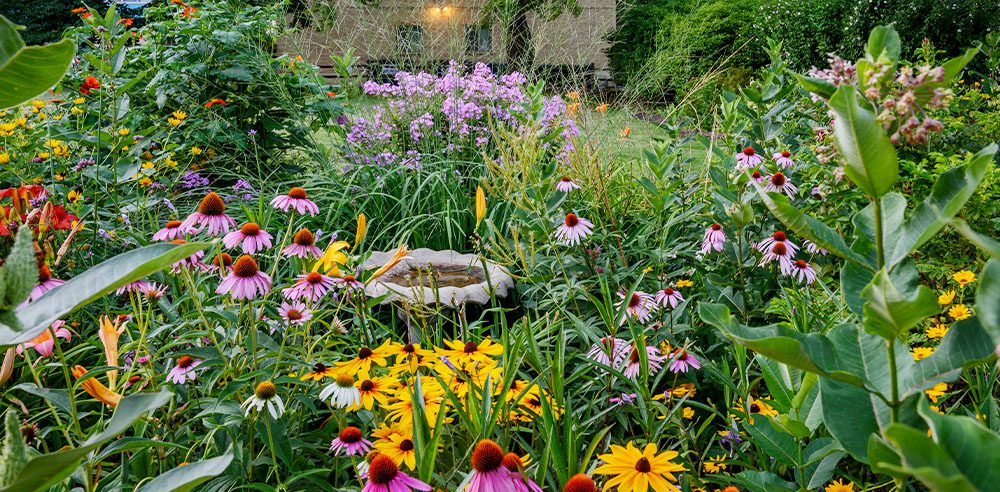 Royal City Nursery-Building a Pollinator Garden-native plants in garden