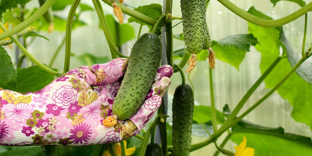 Royal City Nursery -Harvesting Fruits and Vegetables -harvesting cucumber