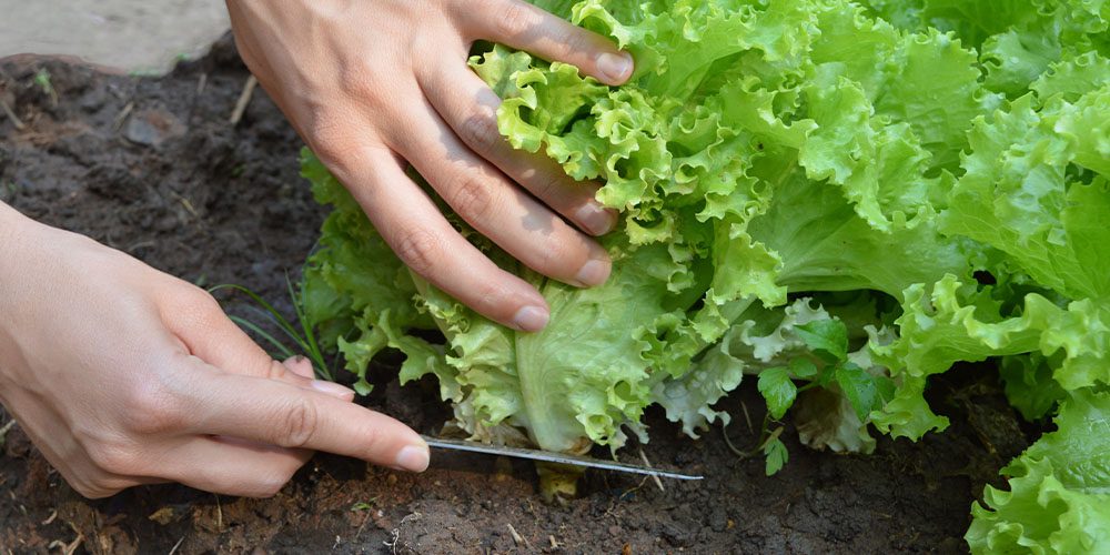 Royal City Nursery -Harvesting Fruits and Vegetables -harvesting lettuce