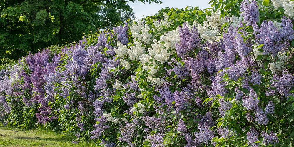 Royal City Nursery - Plants for Privacy from Neighbours-privacy lilacs