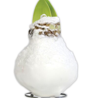 Amaryllis, Waxed White