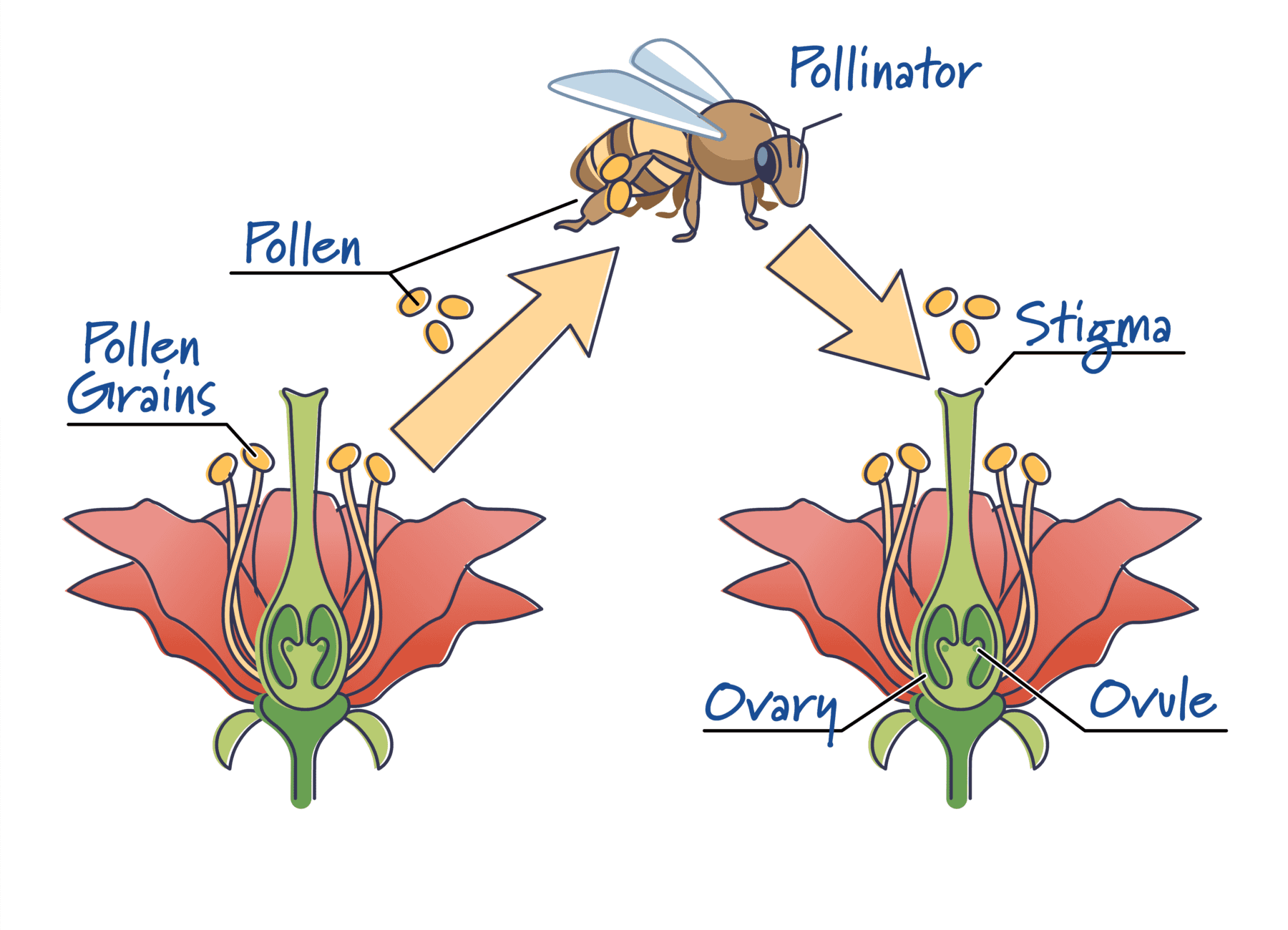 pollinator infographic