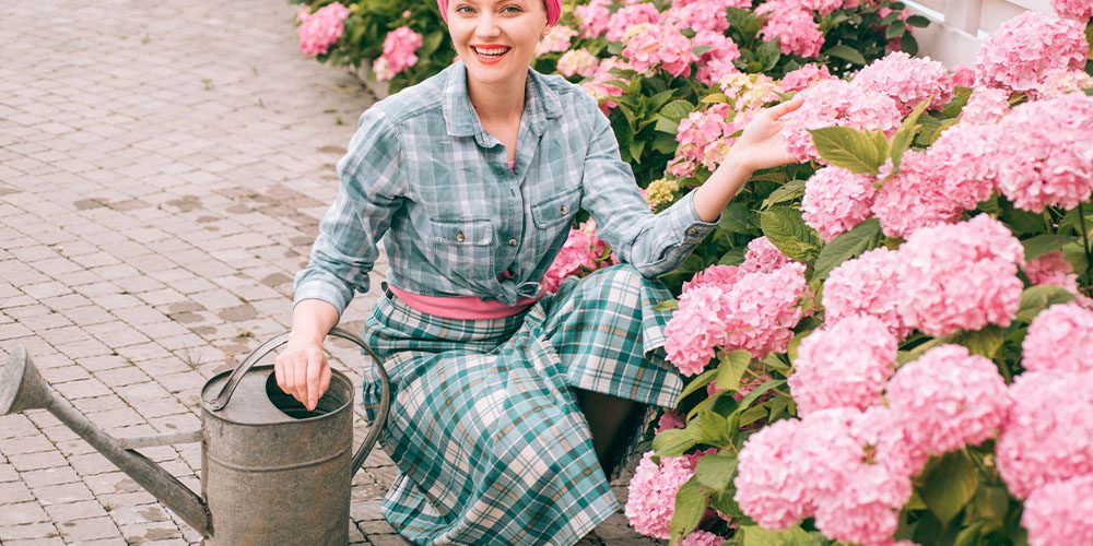 Royal City Nursery -Care Tips for Growing Hydrangea in Guelph Ontario-woman watering hydrangea shrub