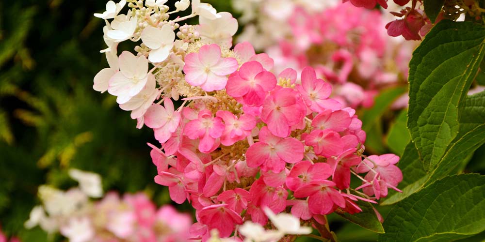 Royal City Nursery -Care Tips for Growing Hydrangea in Guelph Ontario-pink hydrangea paniculata