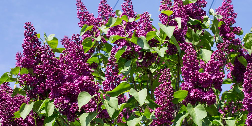 Royal City Nursery- Colourful Flowering Shrubs for Guelph -lilac shrub purple