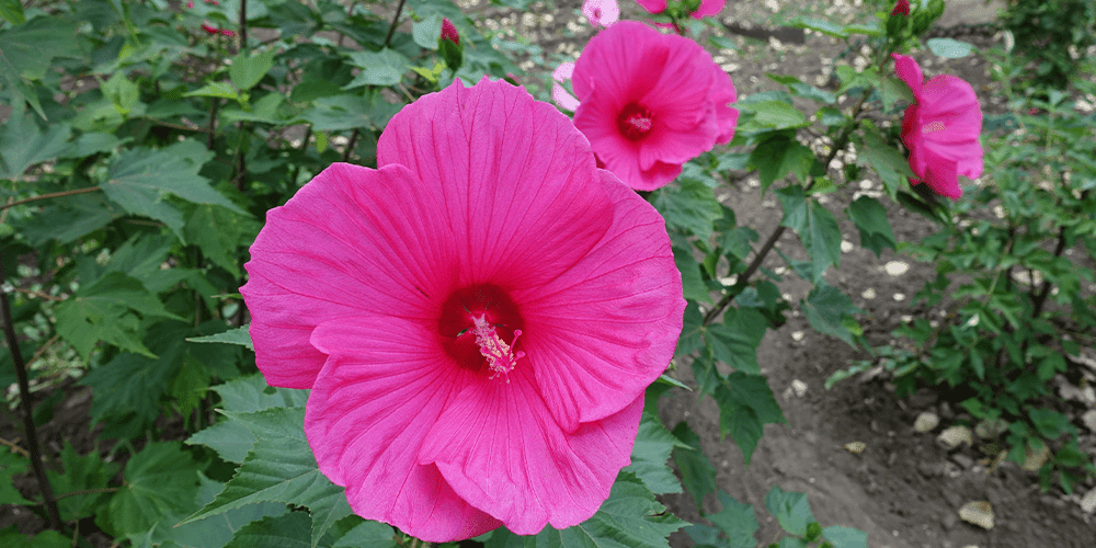 Royal City Nursery-How to Grow Hardy Hibiscus in Ontario -bright pink hardy hibiscus