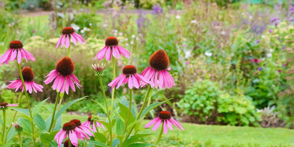 Royal City Nursery -Water Wise Gardening for Conservation in Guelph-echinacea blooming
