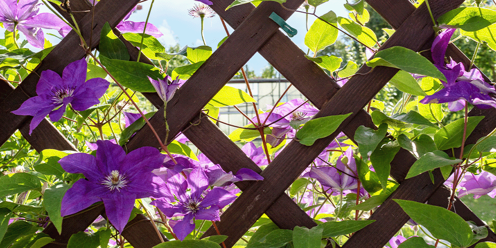 Royal City Nursery _-clematis climbing fence for privacy