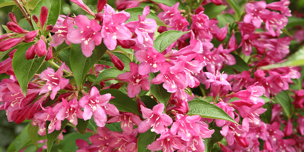 Royal city nursery - flowering shrubs - Wiegela flowers