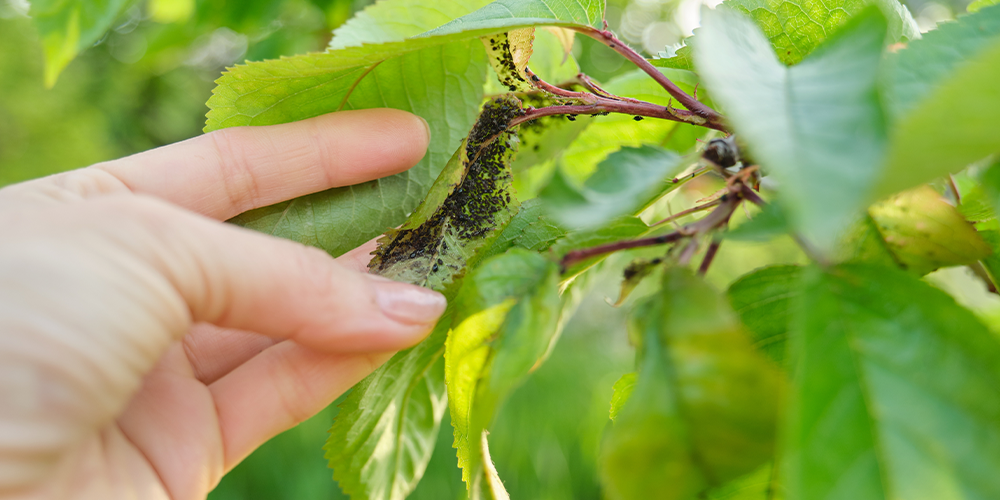 Royal City Nursery - A Guide to Caring for Trees in Guelph Ontario--aphids on bottom of tree leaf