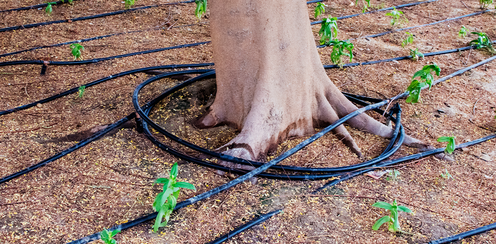 Royal City Nursery - A Guide to Caring for Trees in Guelph Ontario-drip irrigation system for watering tree