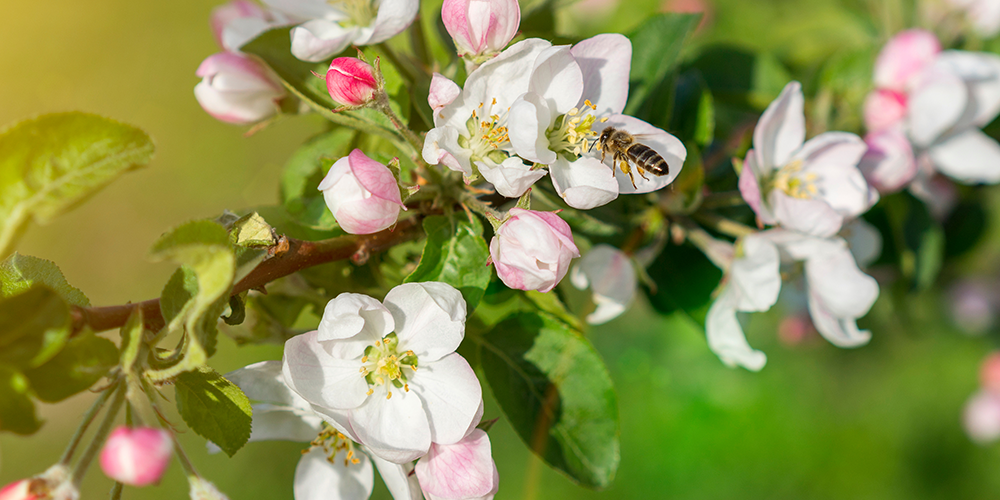 Royal City Nursery - A Guide to Caring for Trees in Guelph Ontario--flowering fruit tree